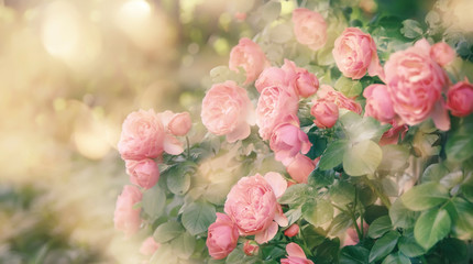 Summer natural green background with pink flowers. Vintage card with peach roses and bokeh, toned...