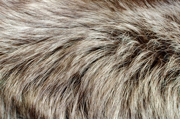 Abstract background of warm gray-brown fur closeup