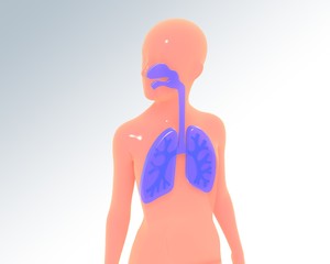 3D illustration of respiratory system over simplified human body. Image isolated on white background with bright colors.
