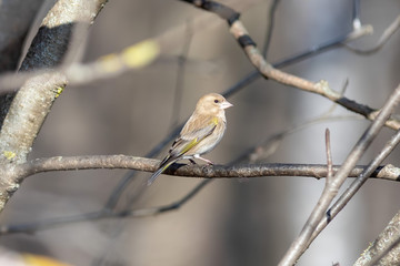The female European greenfinch on the branch