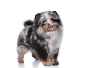 Funny fluffy spitz puppy on a white background