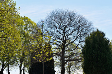 bäume im frühling