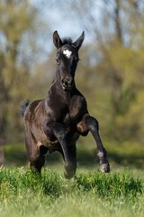 Schwarzes Fohlen auf der Weide