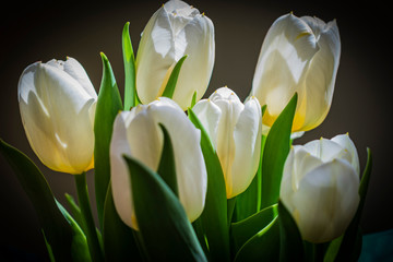 white tulips on black background