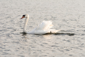 The only white swan in gloomy water. Wildlife Background