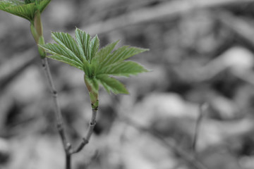 Der gr&uuml;ne, farbenfrohe Fr&uuml;hling