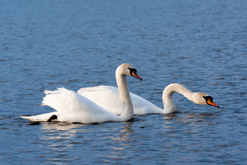 Obraz premium Beautiful Picture of two white swans in love swiming on the lake in the spring sunny day before nesting. White swan is symbol of peace, love and fidelity. Example of european nature