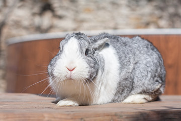 Full length adorable dutch rabbit bunny
