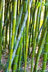 Naklejka premium Bamboo grove background. Green bamboo stems. Juicy green plants. Beautiful natural botanical photography