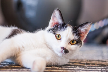 Fototapeta na wymiar Young cat lying on a carpet indoor