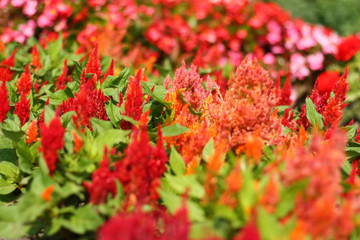 autumn leaves background