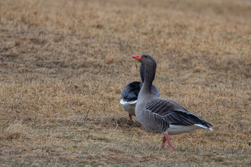 Greylag goose on spring pasture in Brønnøy municipality, Northern Norway