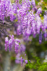 Clusters of wisteria flowers. Hanging purple wisteria flowers. Wisteria climbers on wooden trellis. Spring blooming landscape.