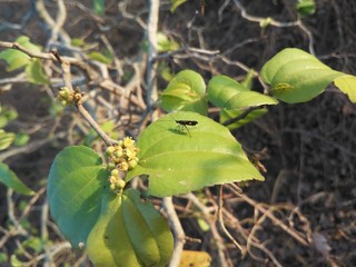 butterfly on leaf