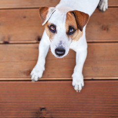 Dog at on wooden floor