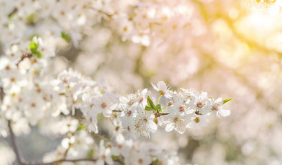 Beautiful branch with white flowers over blurred blossoming background on sunny spring day. Close up with selective focus. Fruit's tree blooming.