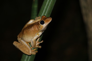 Animais da Mata Atlântica brasileira