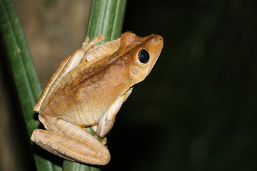 Anfíbios da Mata Atlântica brasileira