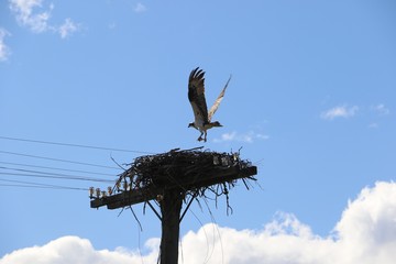 Eagle with a fish above his nest