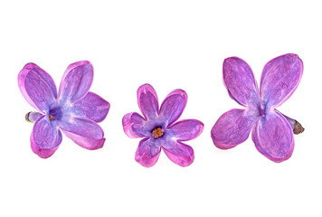 Fototapeta na wymiar Beautiful lilac flowers isolated on a white background, macro.