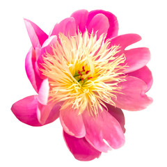 Obraz premium Closeup of a beautiful Pink and Yellow peony flower, isolated on a white backgrond