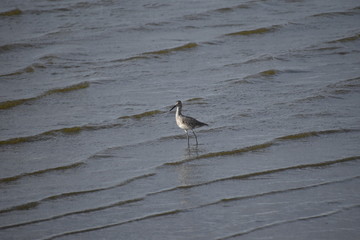 Shorebird wading