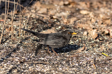Tha male blackbird Turdus merula on the ground