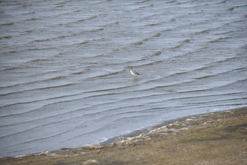 Shorebird wading near shore