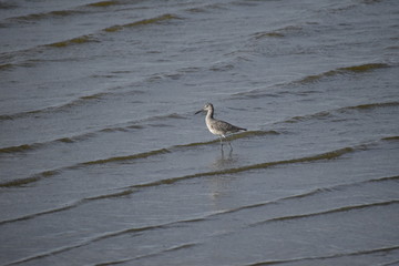 Shorebird wading