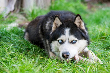 Naklejka na ściany i meble Black and white Siberian husky eats bone on meadow. Dog breed Siberian Husky on the green grass
