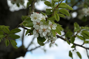 Flowers of the fruit trees on a spring day