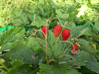 red forest organic strawberries on branch