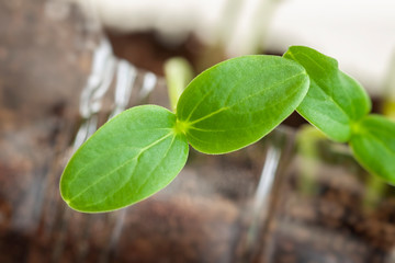 Young green rising sprouts closeup, ecology, cultivation, home agriculture, horticulture concept