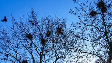 Crows making nests in trees in early April. Ornithology concept. Classic blue sky background.