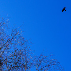 View of bird silhouette and tree branches on a classic blue sky background. Space for text. Business concept.