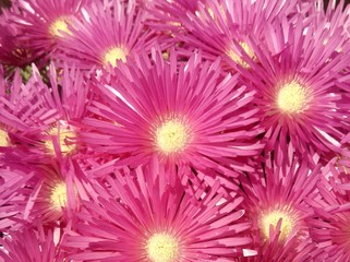Full Frame Shot Of Pink Sea Fig Flowers