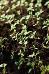 Seedling tomato in tray for sprout in greenhouse growing in the sun rays