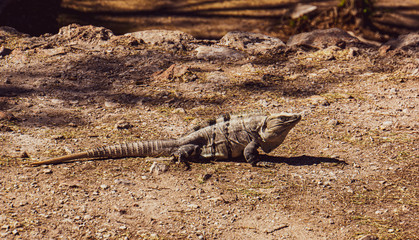 Iguana sunning itself
