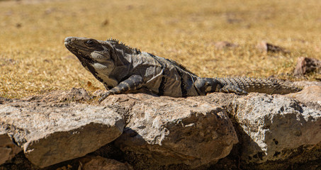 Iguana sunning itself
