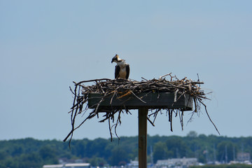 Osprey standing on a large nest in the Chesapeake Bay.