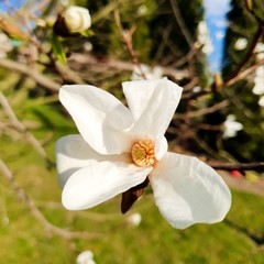 Kwiat białej magnolii 