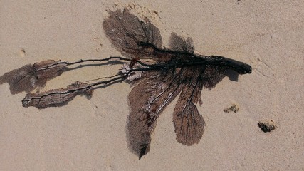 Aruba Photography