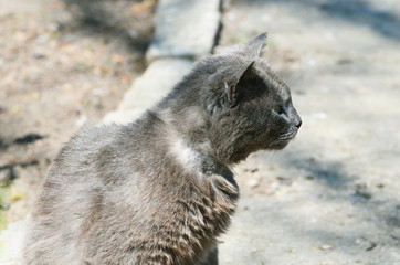 Naklejka premium Grey cat sitting outdoors, spring time,photo