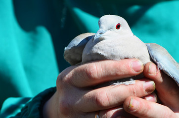 Grey pigeon in male hands outdoors, photo