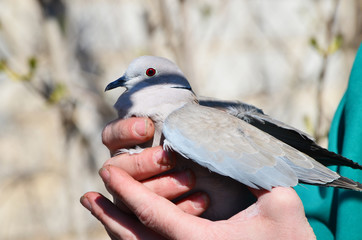 Grey pigeon in male hands outdoors, photo