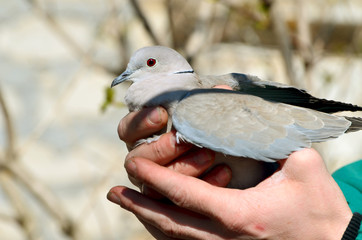 Grey pigeon in male hands outdoors, photo