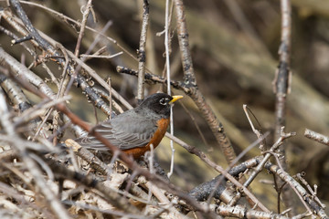 American Robin sitting among a tangle of sticks on the forest floor. 