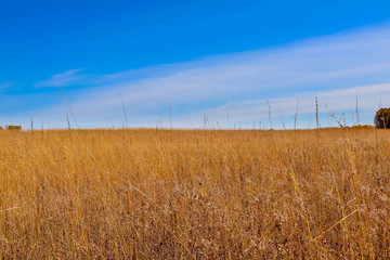 wheat field and blue sky