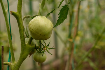 Obraz premium Huge green tomato on the branch