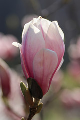 Kwitnąca różowa magnolia makro
